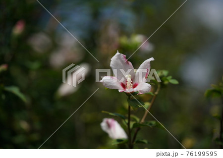 ムクゲの花 白筋入(一重咲・白) ムクゲの花 白筋入(一重咲・白) 76199595