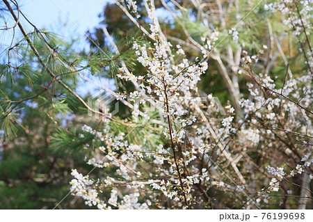 ユスラウメの花 76199698