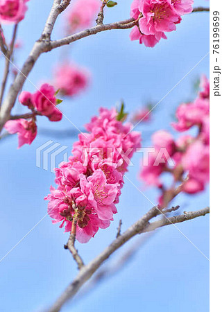 3月埼玉県八潮市桃まつり桃の花 76199699