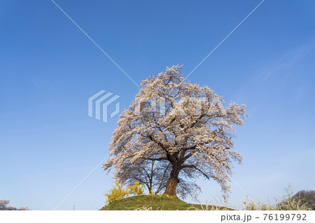 早朝の白石川堤一目千本桜　宮城県柴田町 76199792