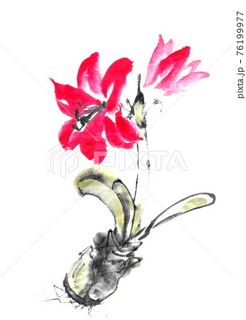 アマリリスのイラスト素材
