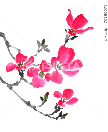 花水木のイラスト素材