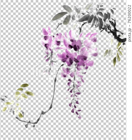 Wisteria Wisteria 76200022