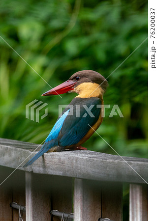 【ショウビン】コウハシショウビン クローズアップ 【ショウビン】コウハシショウビン クローズアップ 76200037