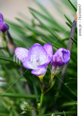 クロッカスの花 クロッカスの花 76200047