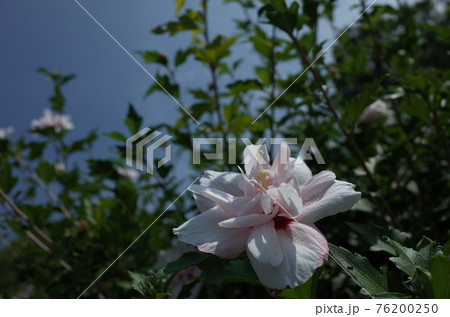 ムクゲの花（八重咲・白） 76200250