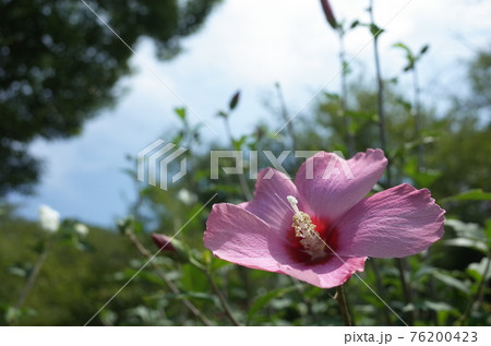 ムクゲの花 一重咲 薄ピンク の写真素材