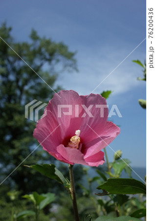 ムクゲの花（一重咲・薄ピンク） 76200436