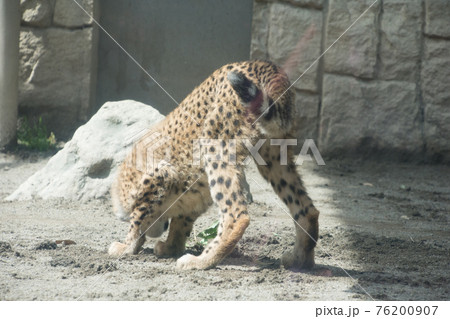 チーターの子供 76200907