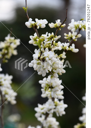 白花すおう 白花すおう 76201247