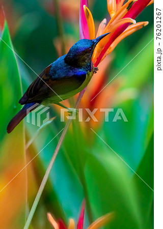 【チャノドコバシタイヨウチョウ】ヘリコニアの蜜を吸う雄のチャノドコバシタイヨウチョウ 一匹 【チャノドコバシタイヨウチョウ】ヘリコニアの蜜を吸う雄のチャノドコバシタイヨウチョウ 一匹 76201267