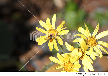 ホソヒラタアブがツワブキの黄色い花にとまっている。クローズアップ。 ホソヒラタアブがツワブキの黄色い花にとまっている。クローズアップ。 76201284