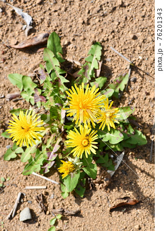 たんぽぽの花 76201343