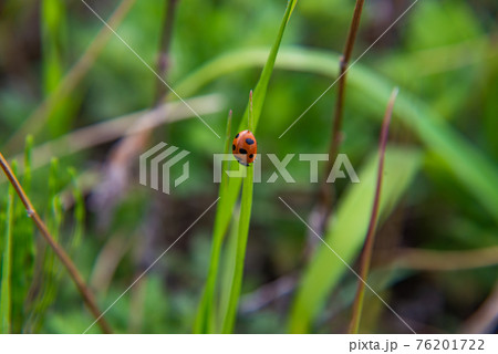 天道虫 天道虫 76201722