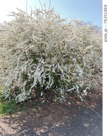 真っ白で華奢な満開の雪柳 真っ白で華奢な満開の雪柳 76201869