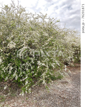 雪柳の群生地 雪柳の群生地 76201871