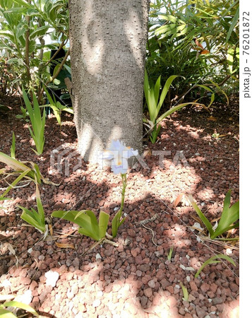 一輪のシャガの花 一輪のシャガの花 76201872