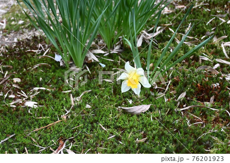 田舎空き地の景色 春の野原の植物 田舎空き地の景色 春の野原の植物 76201923