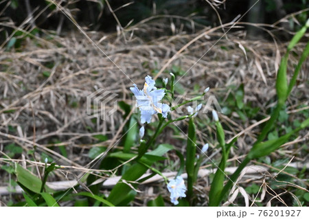 田舎空き地の景色 春の野原の植物 田舎空き地の景色 春の野原の植物 76201927