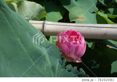 蓮の花 薄ピンク の写真素材 7681