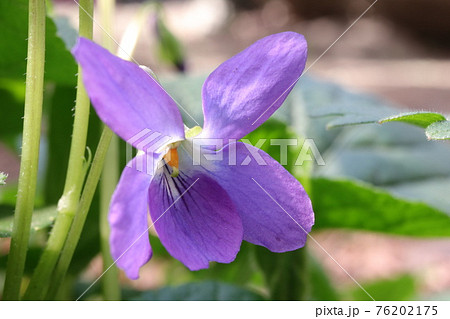 春を告げるスミレの花 春を告げるスミレの花 76202175