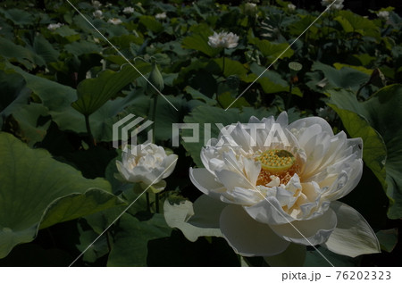 蓮の花(白) 蓮の花(白) 76202323