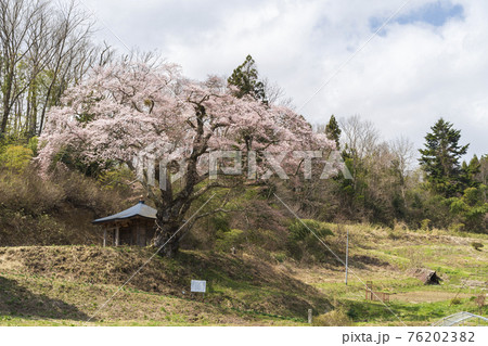 筆甫のウバヒガン桜　宮城県丸森町 76202382