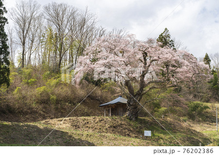 筆甫のウバヒガン桜　宮城県丸森町 76202386