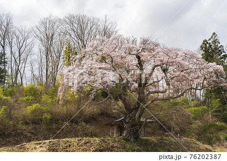 筆甫のウバヒガン桜　宮城県丸森町 76202387