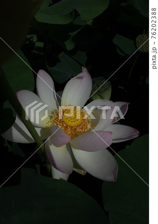 蓮の花（白） 76202388