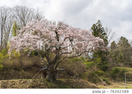 筆甫のウバヒガン桜　宮城県丸森町 76202389