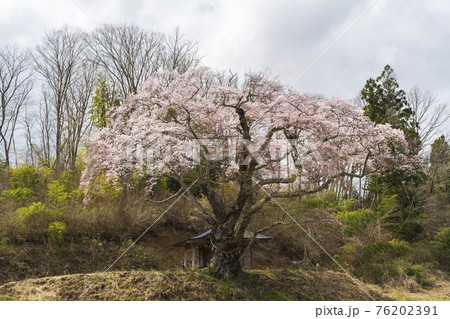 筆甫のウバヒガン桜　宮城県丸森町 76202391