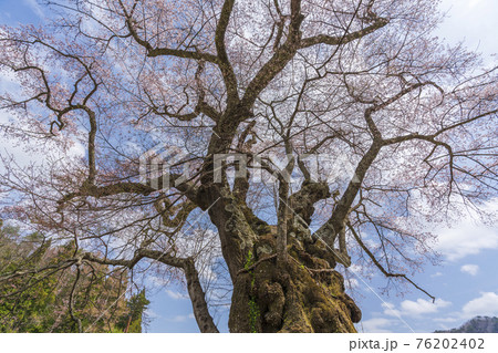 筆甫のウバヒガン桜　宮城県丸森町 76202402