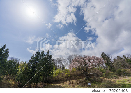 筆甫のウバヒガン桜　宮城県丸森町 76202408
