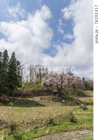 筆甫のウバヒガン桜　宮城県丸森町 76202417