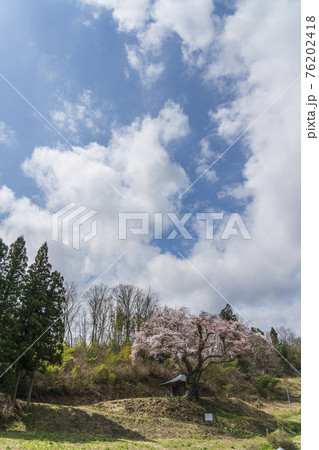 筆甫のウバヒガン桜　宮城県丸森町 76202418