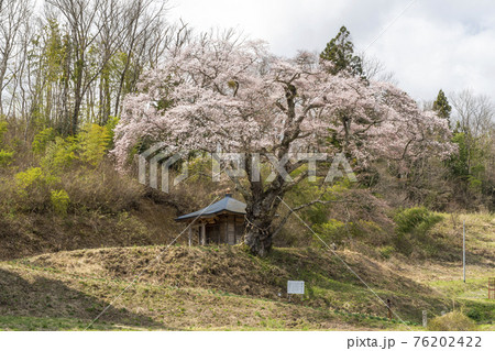 筆甫のウバヒガン桜　宮城県丸森町 76202422