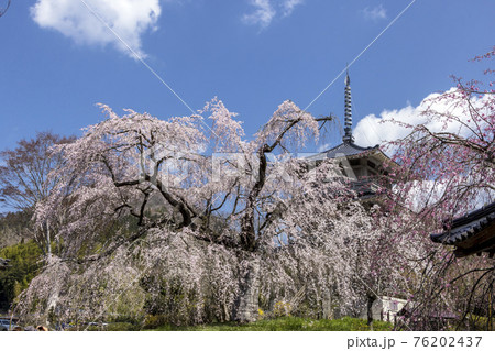 浄泉寺のしだれ桜 76202437