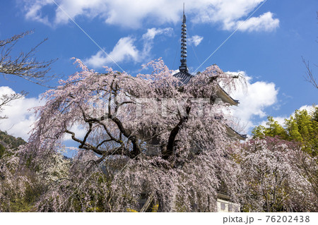 浄泉寺のしだれ桜 浄泉寺のしだれ桜 76202438
