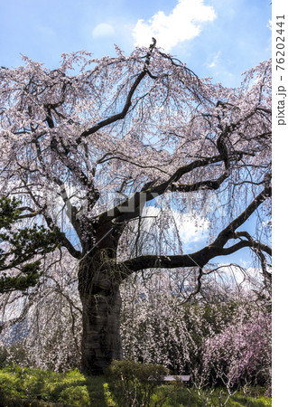 浄泉寺のしだれ桜 浄泉寺のしだれ桜 76202441