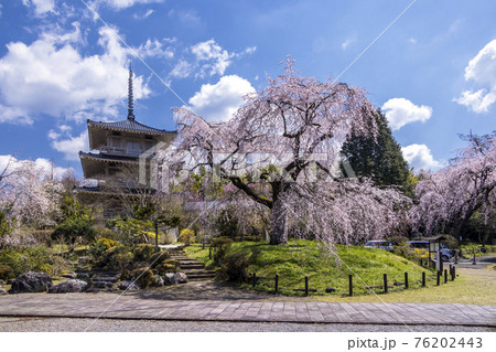浄泉寺のしだれ桜 浄泉寺のしだれ桜 76202443