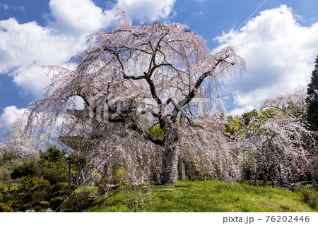 浄泉寺のしだれ桜 浄泉寺のしだれ桜 76202446