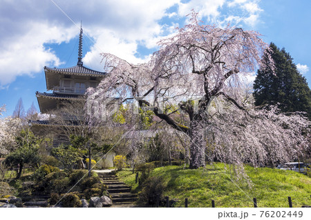 浄泉寺のしだれ桜 浄泉寺のしだれ桜 76202449
