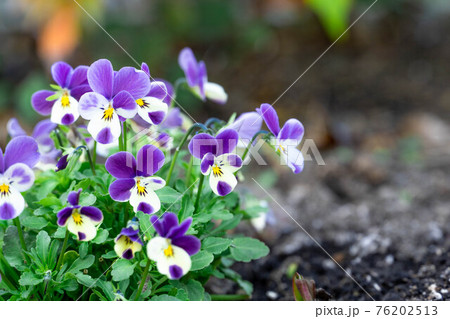花壇に紫のパンジーの写真素材