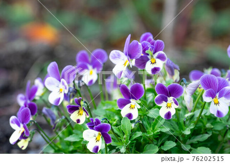 花壇に紫のパンジーの写真素材 花壇に紫のパンジーの写真素材