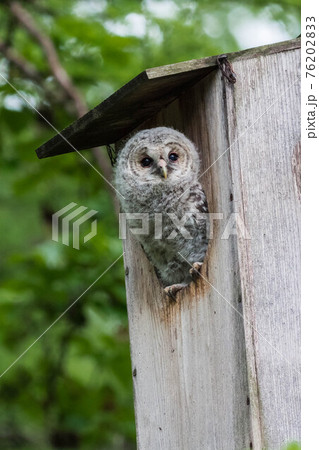 巣箱から姿を見せたフクロウの幼鳥の写真素材 [76202833] - PIXTA