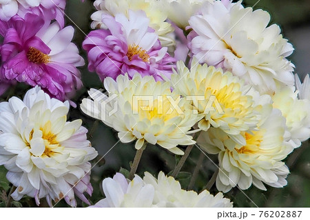 グラデーションがきれいな満開の菊の花の写真素材 7627