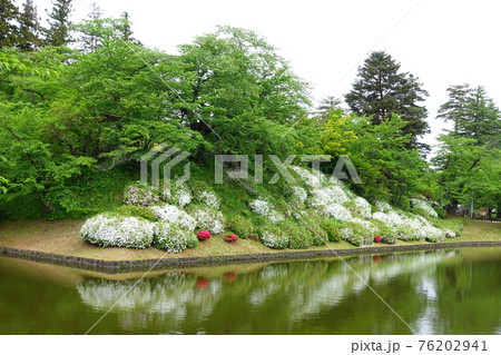 松が岬公園　満開のつつじ 76202941