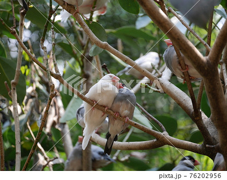 木の枝で眠る文鳥のカップル 木の枝で眠る文鳥のカップル 76202956