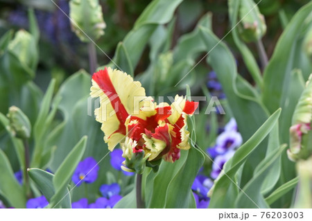 青空の下で咲いたかわいいチューリップ 76203003